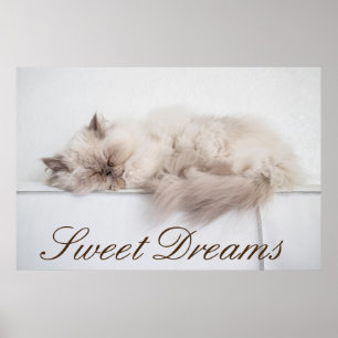 Persian Cat Poster