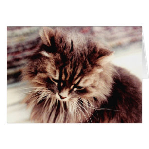 Persian Grått Cat Hälsningskort