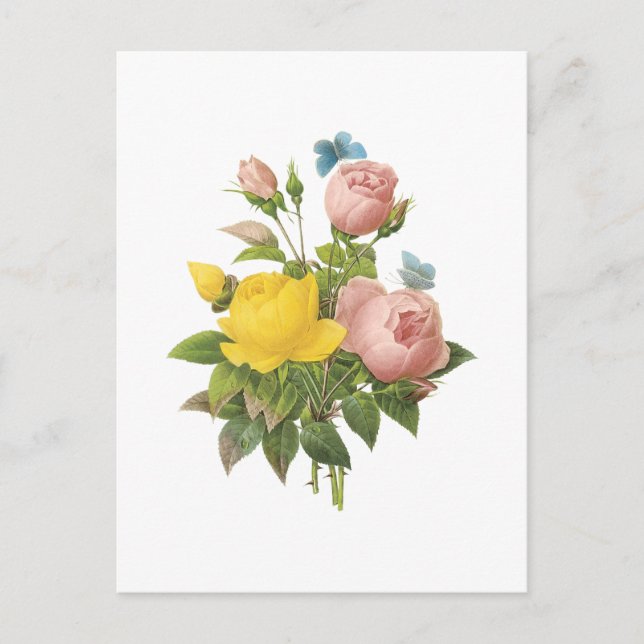 Persian gul ros, tea ro av Redouté Vykort (Framsida)