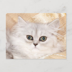 Persian Kitten ansikte Vykort