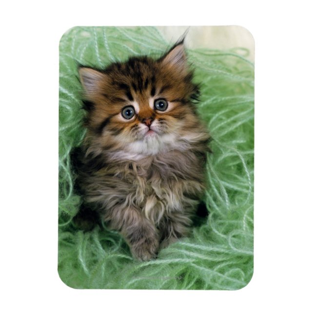 Persian Kitten Magnet (Vertikal)