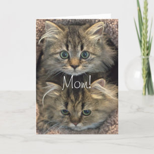 Persian Kitten Mors dag kort