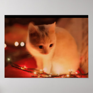 Persian Kitten Poster - Soft Päls & Big Ögon - Köp