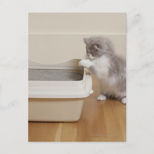 Persian Kitten tittar vid kullboxen Vykort (Framsida)