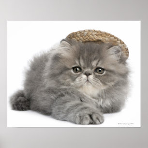 Persian Kitten (två månader gammal) med halm Poster