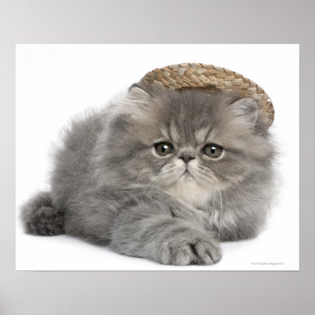 Persian Kitten (två månader gammal) med halm Poster (Framsidan)