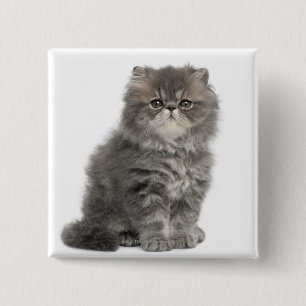 Persian Kitten (två månader gammal) sitta Knapp