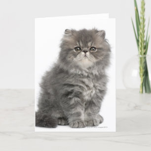Persian Kitten (två månader gammal) sitta Kort