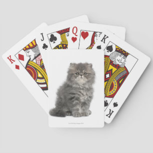 Persian Kitten (två månader gammal) sitta Spel Kort