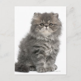 Persian Kitten (två månader gammal) sitta Vykort