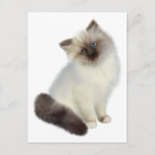 Persian Kitten Vykort
