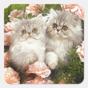 Persian Kittens leker i Rosa Flowers Fyrkantigt Klistermärke