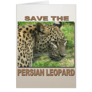 Persian Leopard Hälsningskort