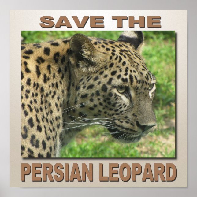 Persian Leopard Poster (Framsidan)