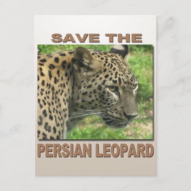 Persian Leopard Vykort (Framsida)