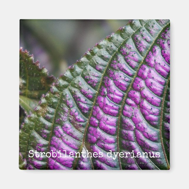 Persian Shield Botanical Magnet (Framsidan)