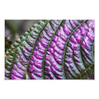 Persian Shield Fototryck
