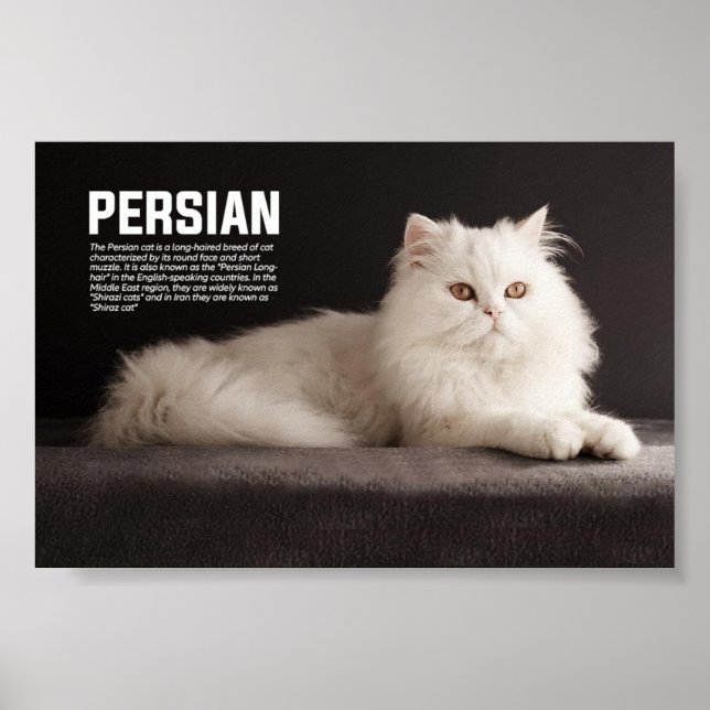 Persian/Shirazi Cat Breed Poster (Framsidan)