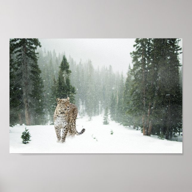 Persian Snö Leopard Poster (Framsidan)