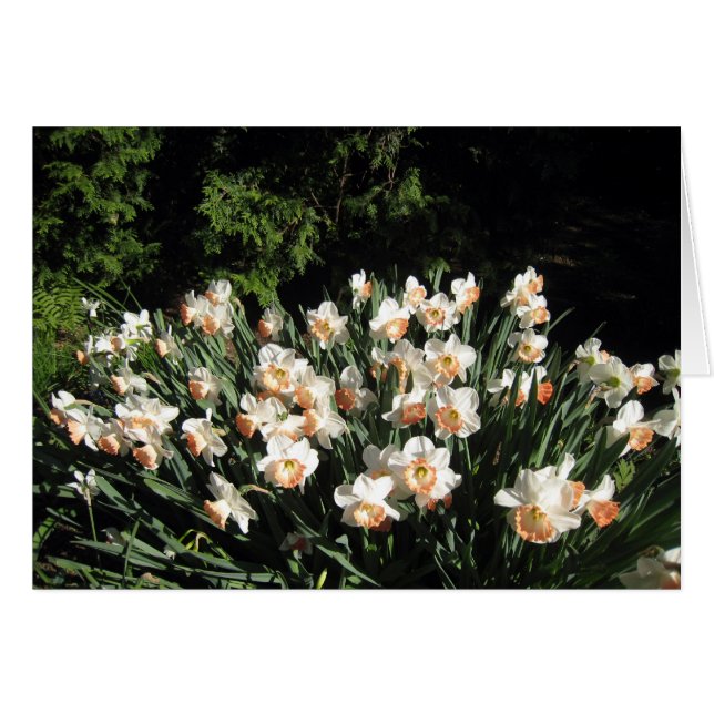 Persika Daffodiles OBS Kort (Framsidan Horizontal)