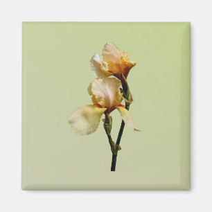 Persika Färgad Irises Magnet