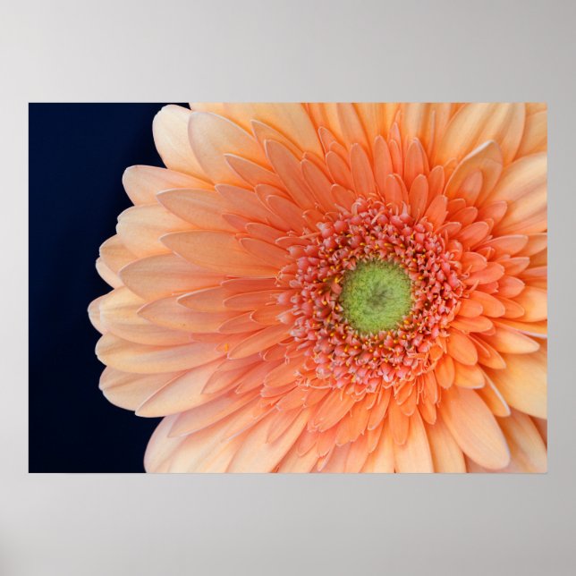 Persika Gerbera Poster (Framsidan)