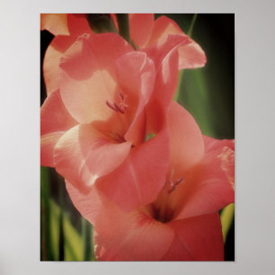 Persika Gladiolus Flower Close Up Poster