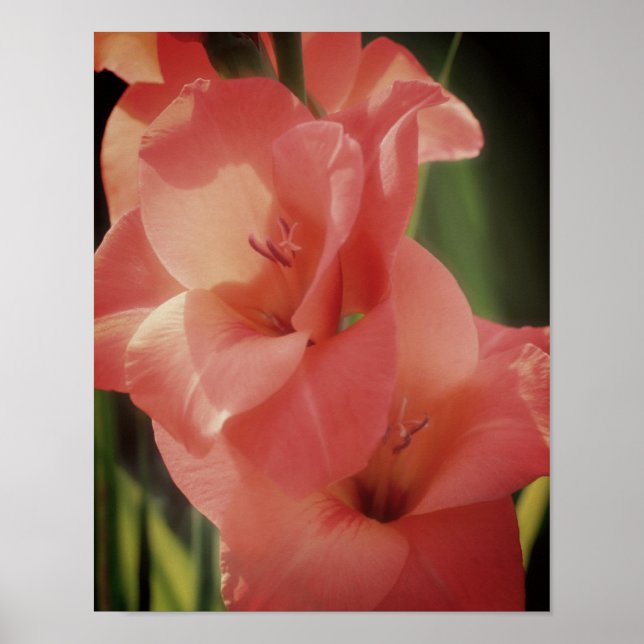 Persika Gladiolus Flower Close Up Poster (Framsidan)