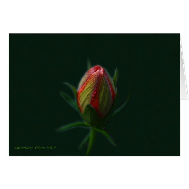 Persika Hibiscus blomma en själ som blommar i natu Hälsningskort (Framsidan Horizontal)