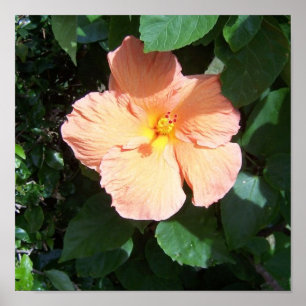 Persika Hibiscus Skriv ut Poster