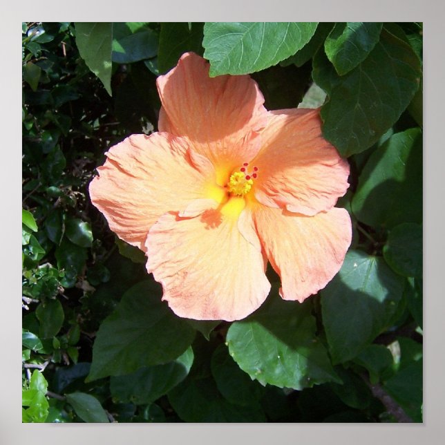 Persika Hibiscus Skriv ut Poster (Framsidan)
