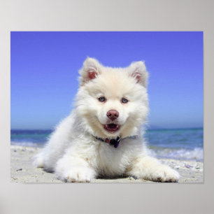 Persika Hund Fluffy White Animal Summer Photogr Poster