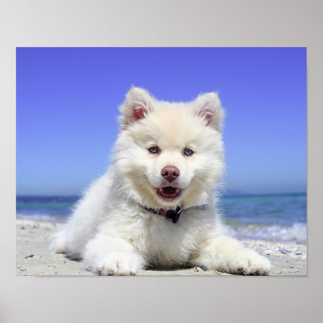 Persika Hund Fluffy White Animal Summer Photogr Poster (Framsidan)