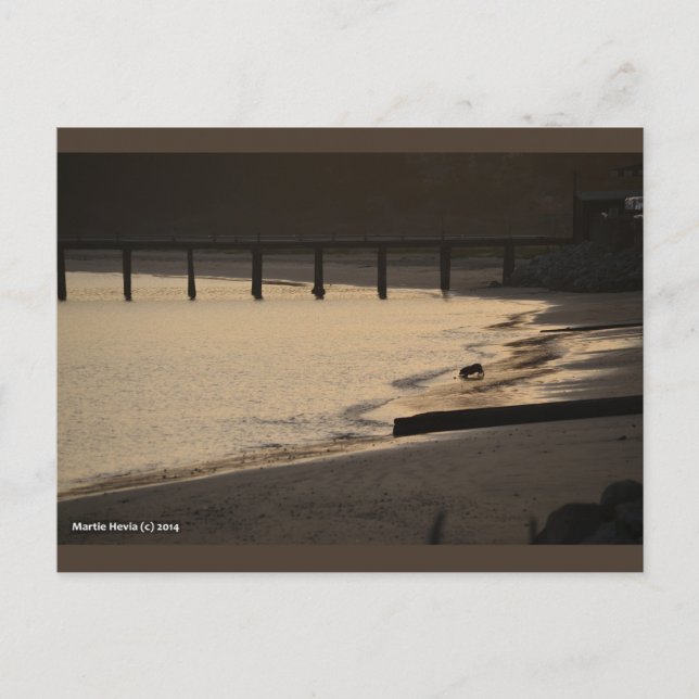 Persika Hund vid solnedgång | Blue Beach Sång™-vyk Vykort (Framsida)