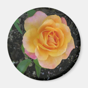 Persika- och orangero magnet