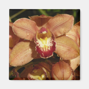Persika Orchids med Blommigten Raindrops Magnet