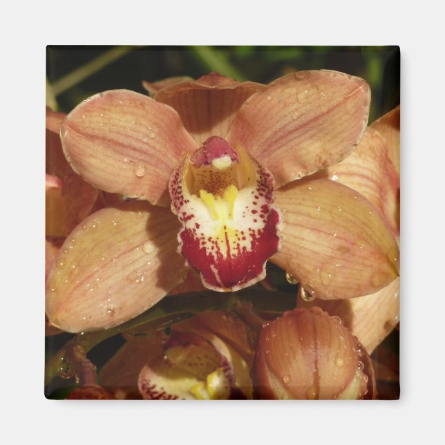 Persika Orchids med Blommigten Raindrops Magnet (Framsidan)
