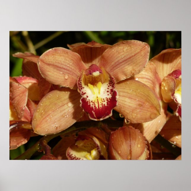 Persika Orchids med Blommigten Raindrops Poster (Framsidan)