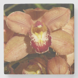 Persika Orchids med Blommigten Raindrops Stenunderlägg