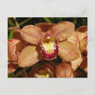 Persika Orchids med Blommigten Raindrops Vykort