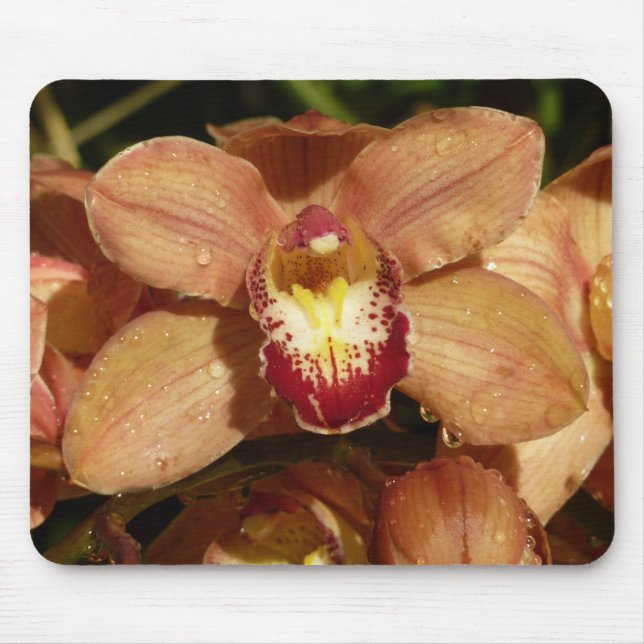 Persika Orchids med regndroppar Musmatta (Framsidan)