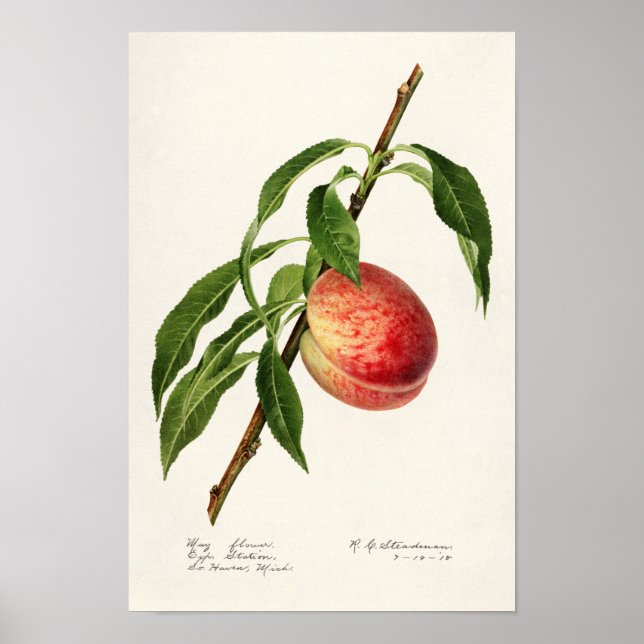 Persika (Prunus Persica) Färgmålning på frukt Poster (Framsidan)