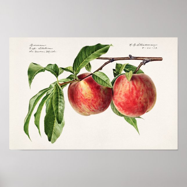 Persika (Prunus Persica) Färgmålning på frukt Poster (Framsidan)