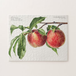 Persika (Prunus Persica) Färgmålning på frukt Pussel