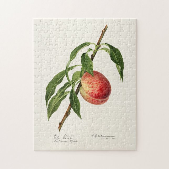 Persika (Prunus Persica) Färgmålning på frukt Pussel (Vertikal)