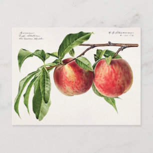 Persika (Prunus Persica) Färgmålning på frukt Vykort