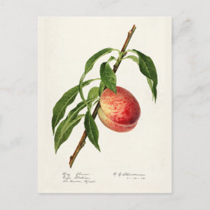 Persika (Prunus Persica) Färgmålning på frukt Vykort