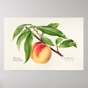 Persika (Prunus Persica) Färgning av frukt Poster