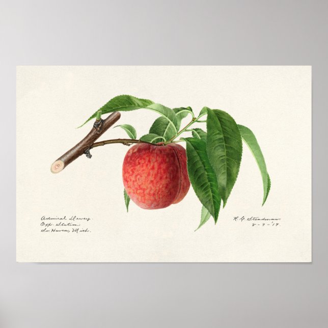 Persika (Prunus Persica) Färgning av frukt Poster (Framsidan)