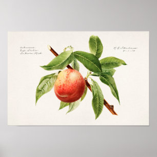 Persika (Prunus Persica) Färgning av frukt Poster